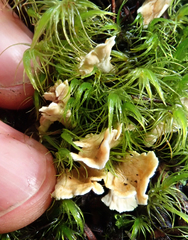 Cantharellus insignis