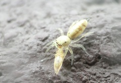 Cosmophasis lami