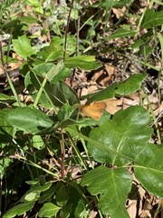 Ochlodes agricola