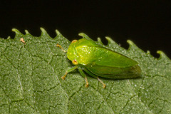 Stictocephala lutea