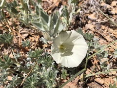 Calystegia malacophylla pedicellata