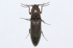 Agriotes fucosus