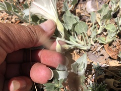 Calystegia malacophylla pedicellata