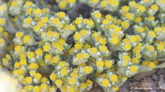 Eriophyllum pringlei