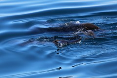 Globicephala