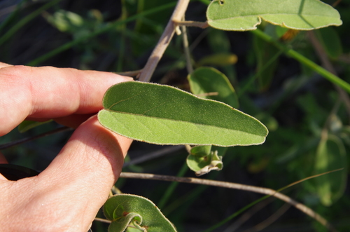 Image of Croton parksii by (c) Eric Knight, some rights reserved (CC BY)