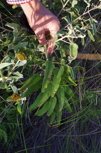 Image of Croton parksii by (c) Eric Knight, some rights reserved (CC BY)