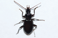 Platynus decentis
