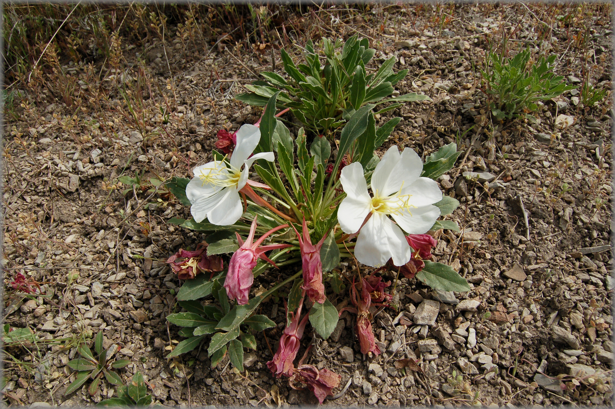 Oenothera cespitosa