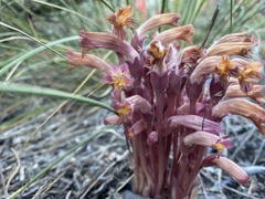 Aphyllon fasciculatum