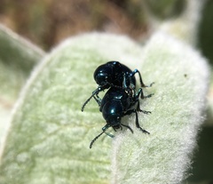 Chrysochus cobaltinus