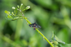 Psichotoe duvaucelii