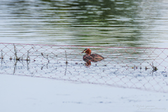 Tachybaptus ruficollis poggei