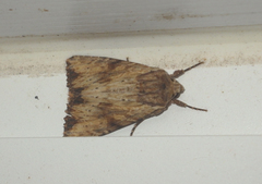 Apamea sublustris