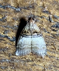 Pococera militella