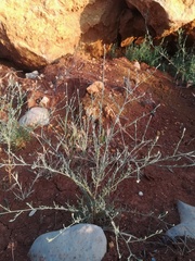 Centaurea cordubensis