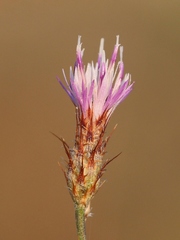 Centaurea cordubensis