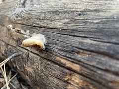 Spongiporus leucospongia