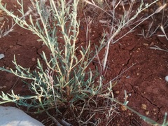 Centaurea cordubensis