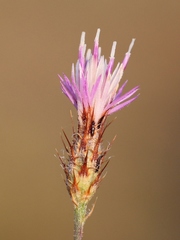 Centaurea cordubensis