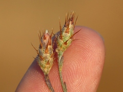 Centaurea cordubensis