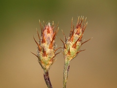 Centaurea cordubensis