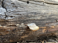 Spongiporus leucospongia