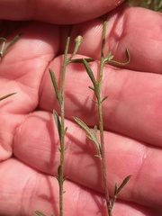 Centaurea cordubensis