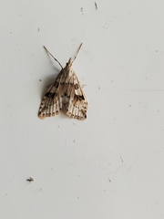 Udea washingtonalis