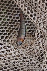 Etheostoma uniporum