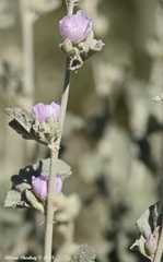 Malacothamnus orbiculatus