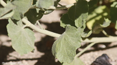 Malacothamnus orbiculatus