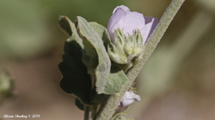 Malacothamnus orbiculatus