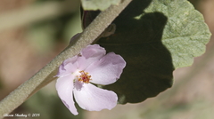 Malacothamnus orbiculatus