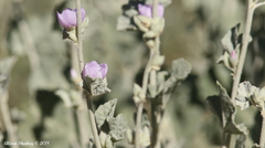 Malacothamnus orbiculatus