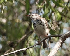 Ramsayornis fasciatus