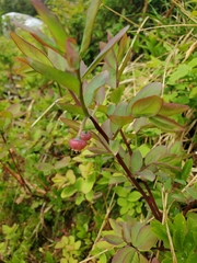 Vaccinium alaskaense