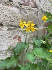 Chelidonium majus