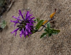 Monardella sinuata nigrescens