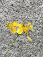 Chelidonium majus