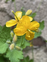Chelidonium majus