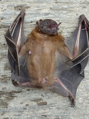 Cynopterus brachyotis