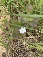 Lysimachia europaea