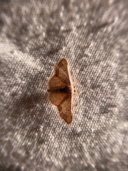 Idaea kendallaria