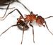 Droptail Ants - Photo (c) Deon Dekker, some rights reserved (CC BY-NC), uploaded by Deon Dekker