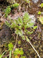 Pedicularis ornithorhynchos
