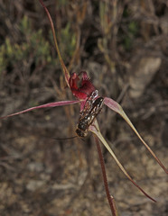 Caladenia formosa