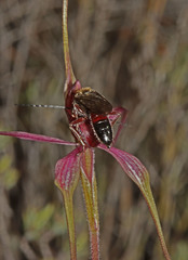 Caladenia formosa
