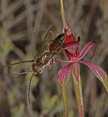 Caladenia formosa