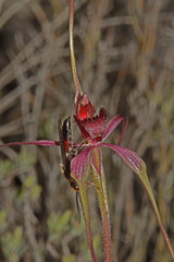 Caladenia formosa